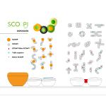 SCOOP ECOPUBLI