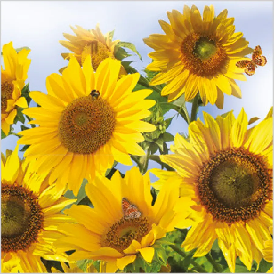 Girasoles en el Cielo · SD_OG_011701