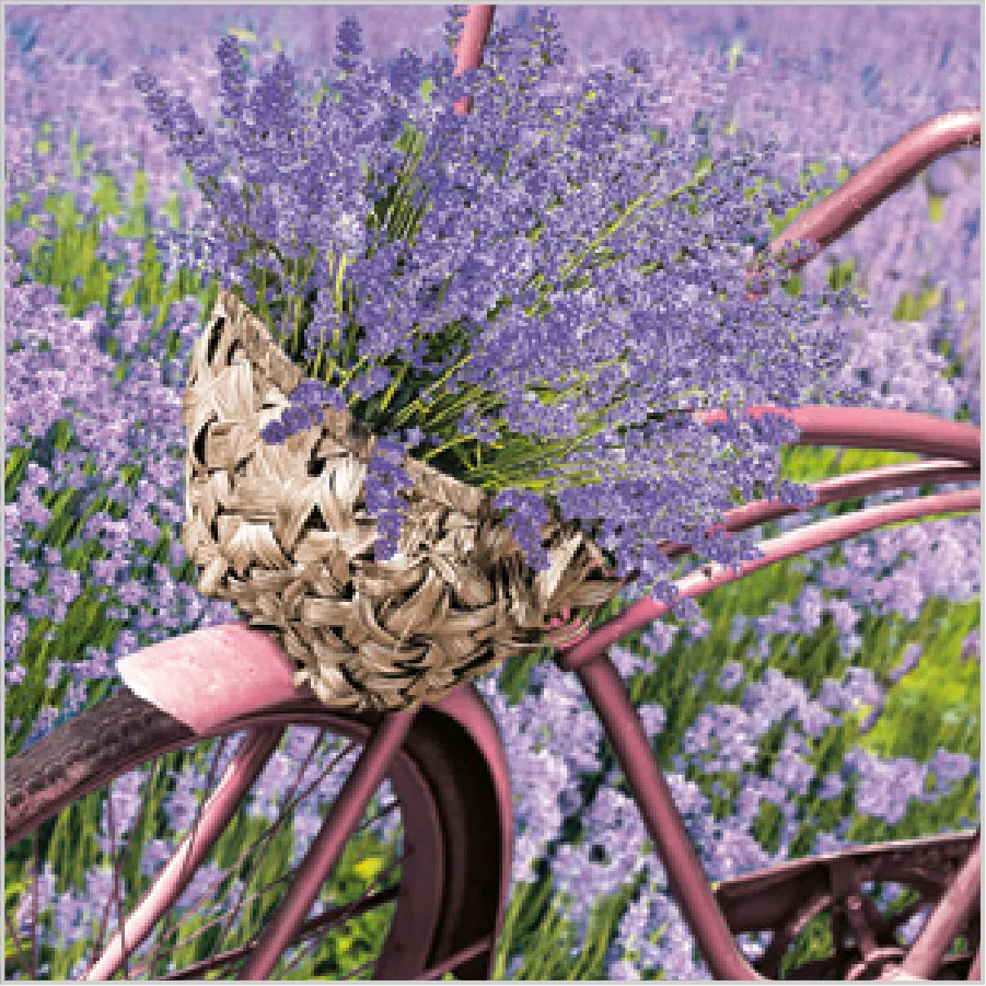 Bicicleta con Lavanda · SD_OG_033801