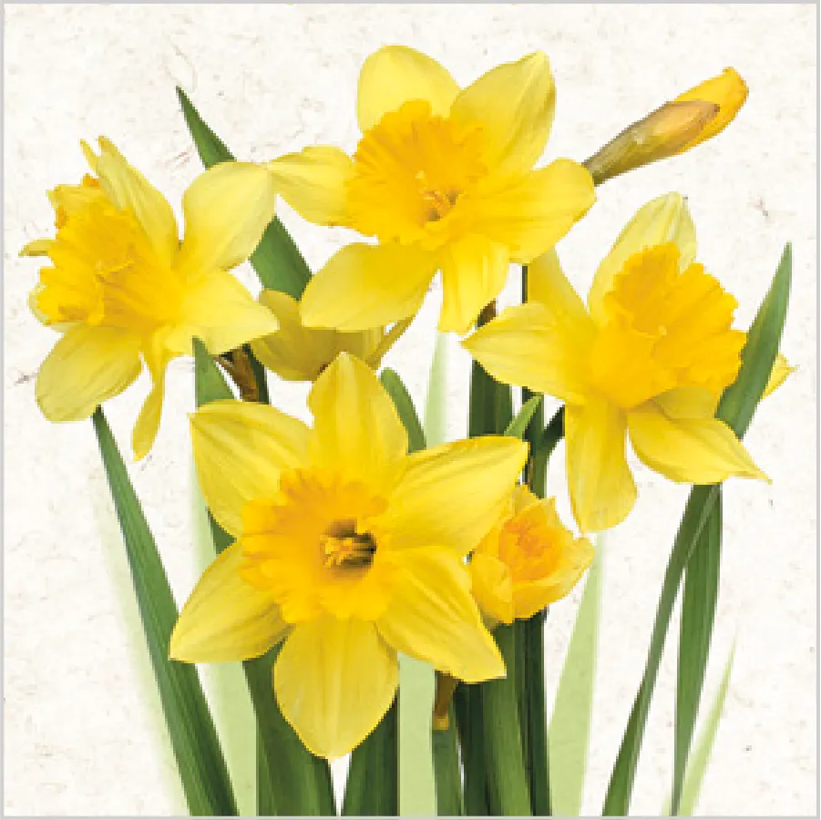 Ramo de Narcisos Amarillos · SD_WI_003901