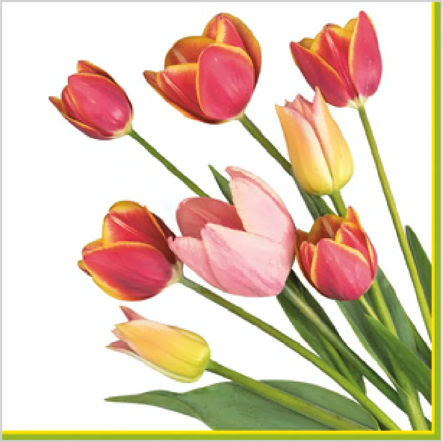 Fotografía de Tulipanes · SD_WI_007101