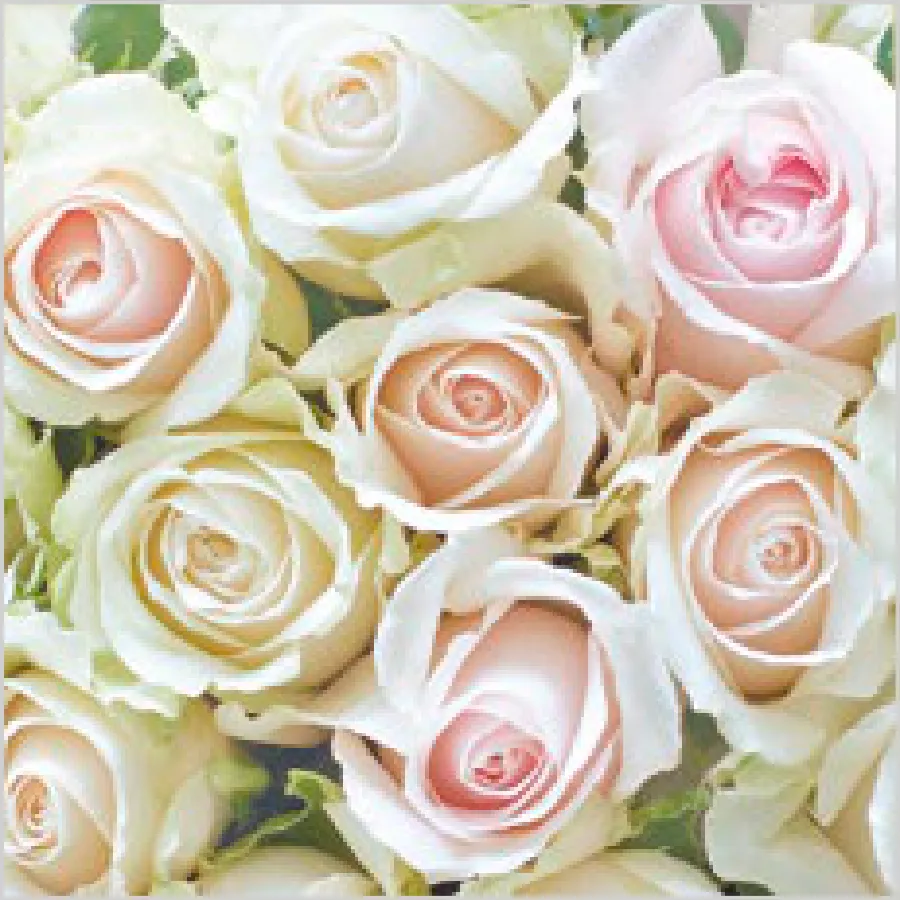Rosas Delicadas de Color Rosa Claro · SL_OG_056101