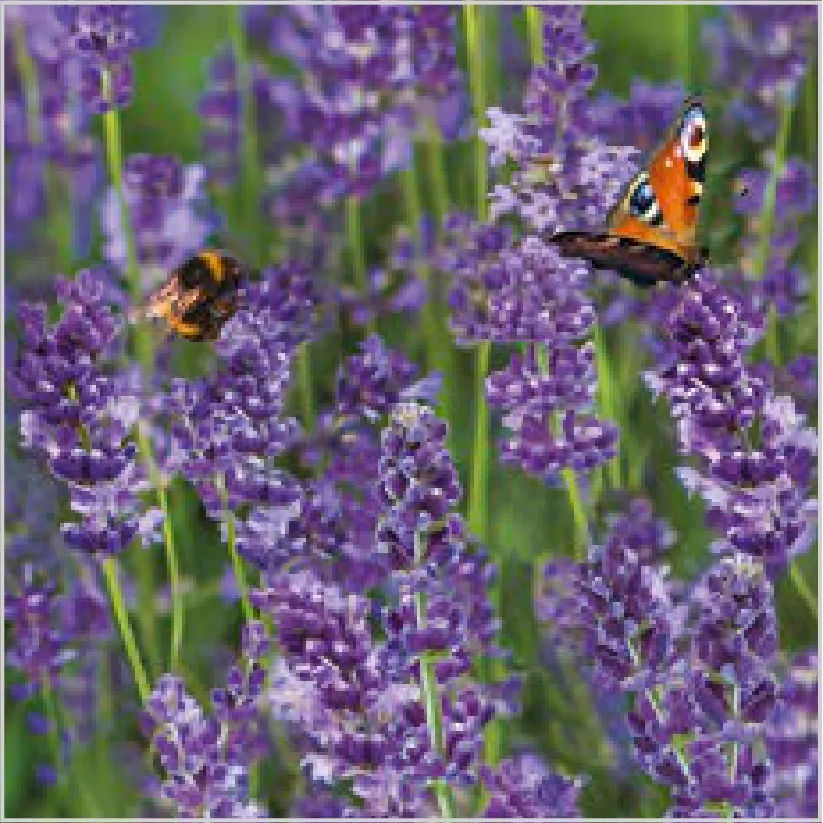 Campo de Lavanda con Abejorro · SL_OG_060101
