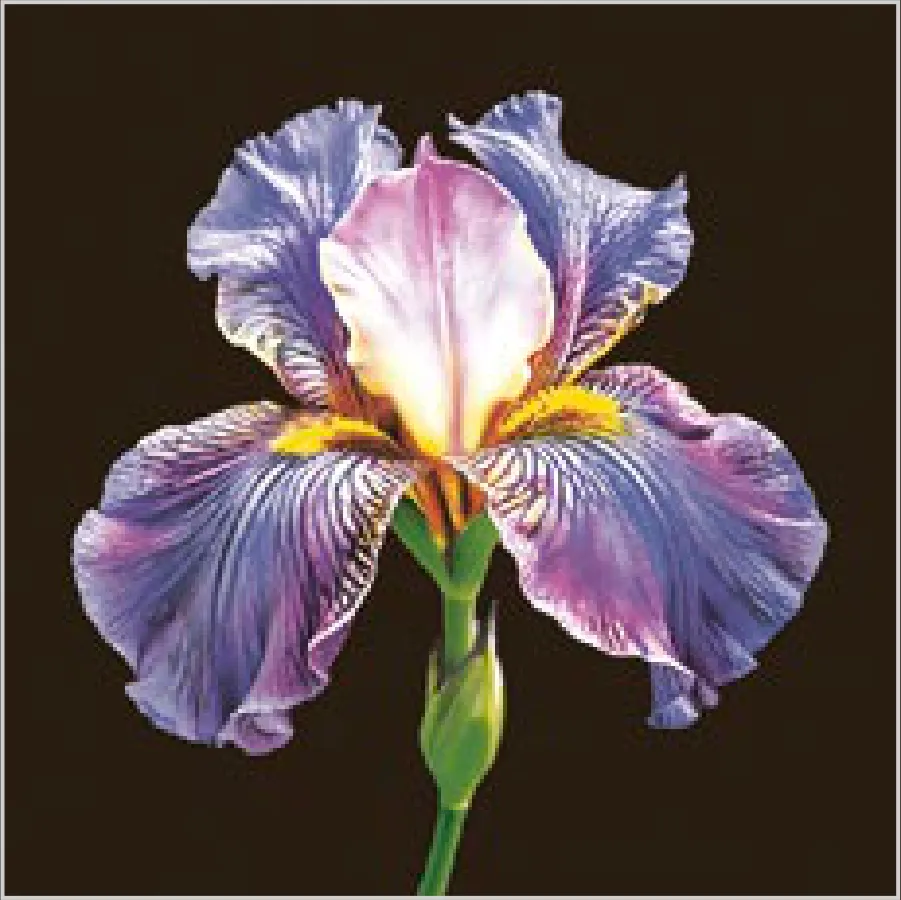 Iris Morado Misterioso sobre Negro · SL_OG_062101