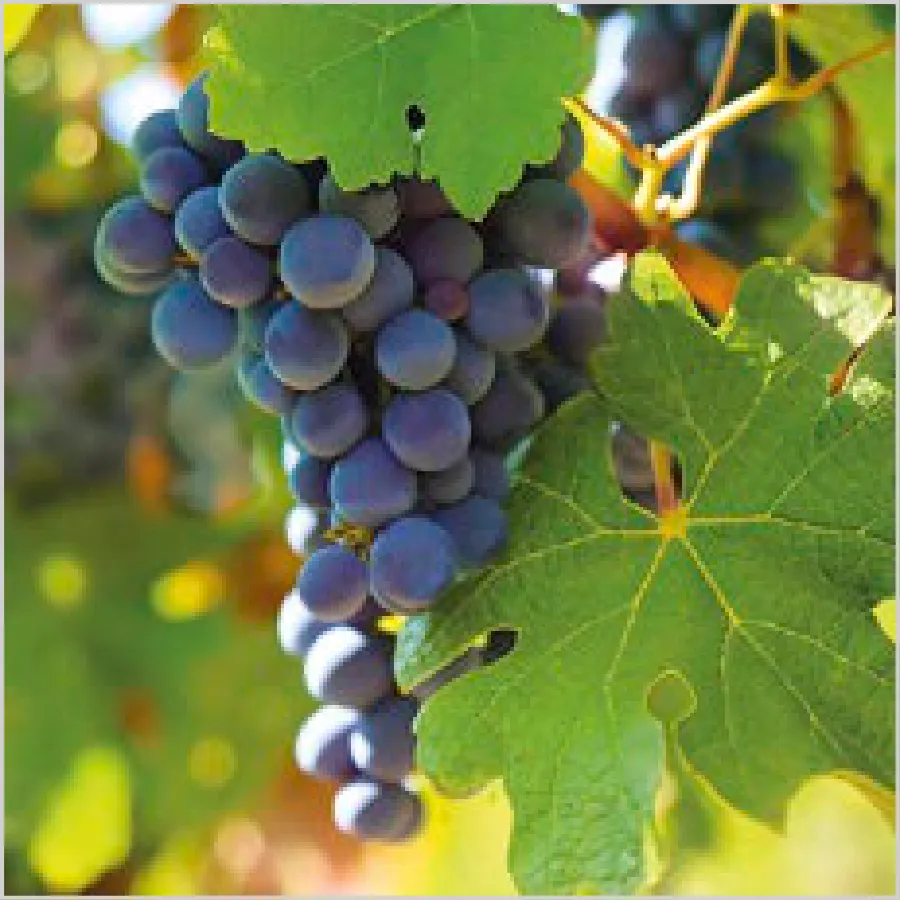 Uvas Negras en el Viñedo · SL_OG_062601