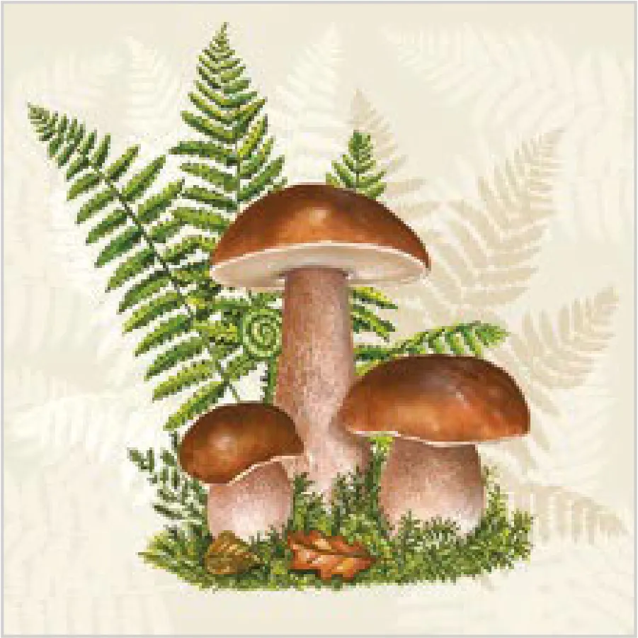 Boletus con Hojas de Helecho · SL_OG_047101
