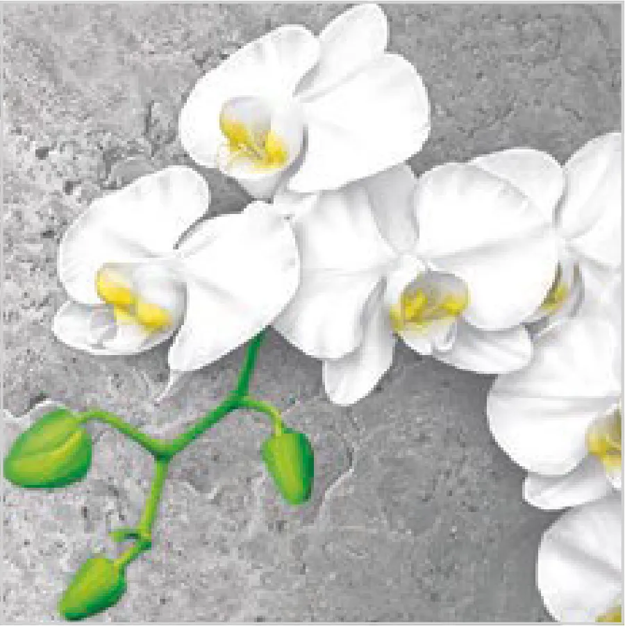 Orquídea Blanca sobre Fondo de Hormigón · SL_OG_048701
