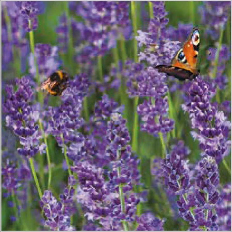 Campo de Lavanda con Abejorro · SL_OG_060101