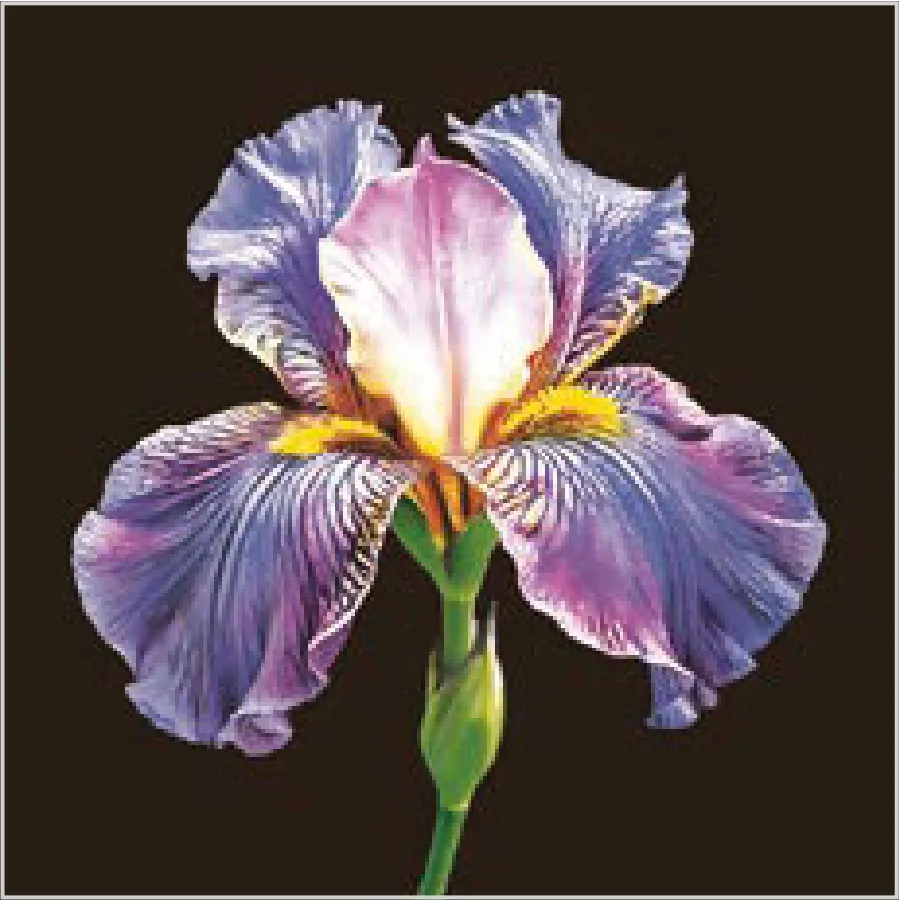 Iris Morado Misterioso sobre Negro · SL_OG_062101