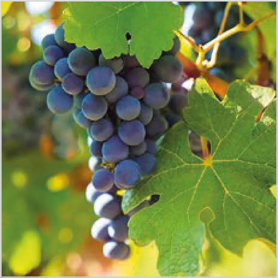 Uvas Negras en el Viñedo · SL_OG_062601